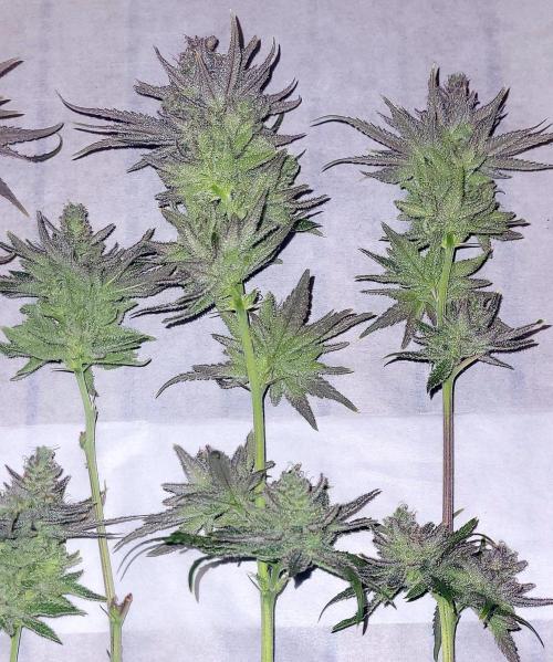 Attack on Trichomes. Week 18 - Wet