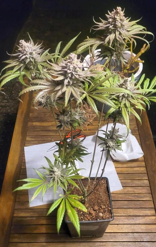 Attack on Trichomes. Week 18 - Wet