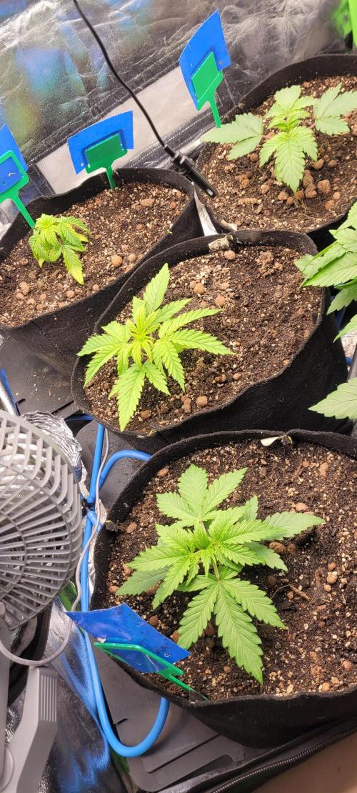 LEXX: Into the Dark Zone. Week 3