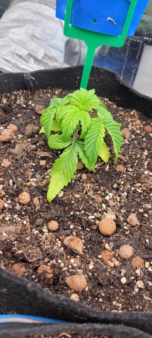 LEXX: Into the Dark Zone. Week 3