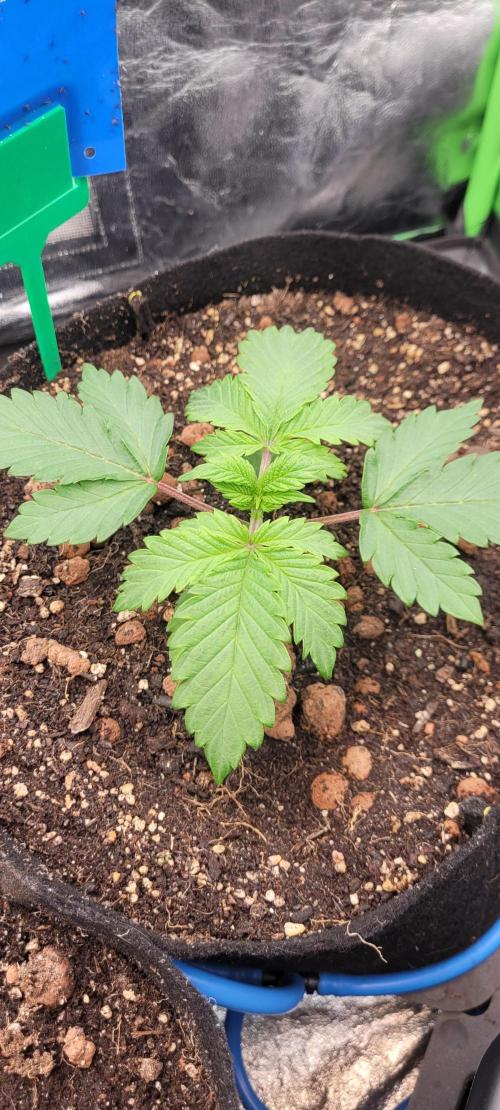 LEXX: Into the Dark Zone. Week 3