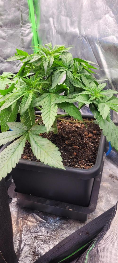 Holy Cow - Cred Jungle Punch. Week 4