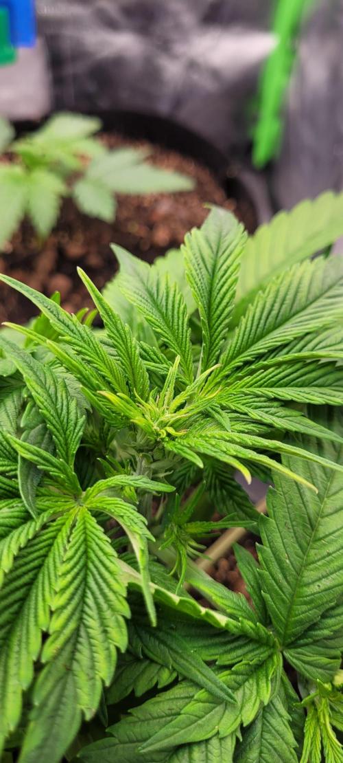 Holy Cow - Cred Jungle Punch. Week 4