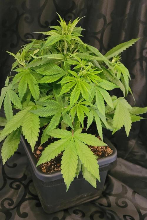 Holy Cow - Cred Jungle Punch. Week 5 - Own leaf training