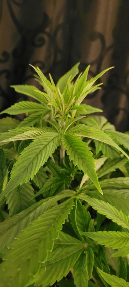 Holy Cow - Cred Jungle Punch. Week 5 - Own leaf training