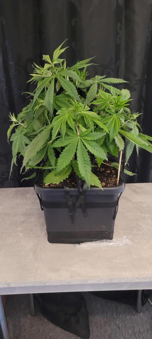 Holy Cow - Cred Jungle Punch. Week 5 - LST