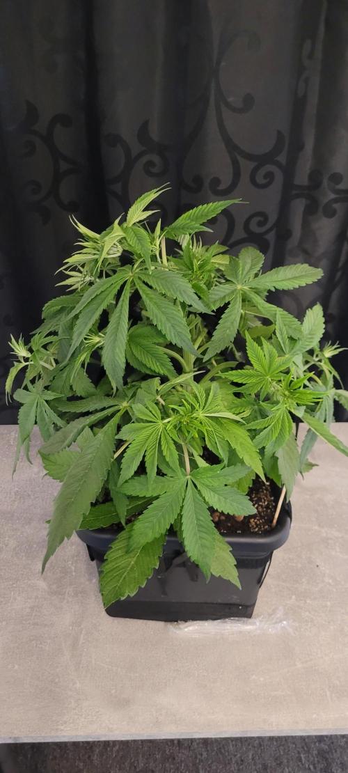 Holy Cow - Cred Jungle Punch. Week 5 - LST