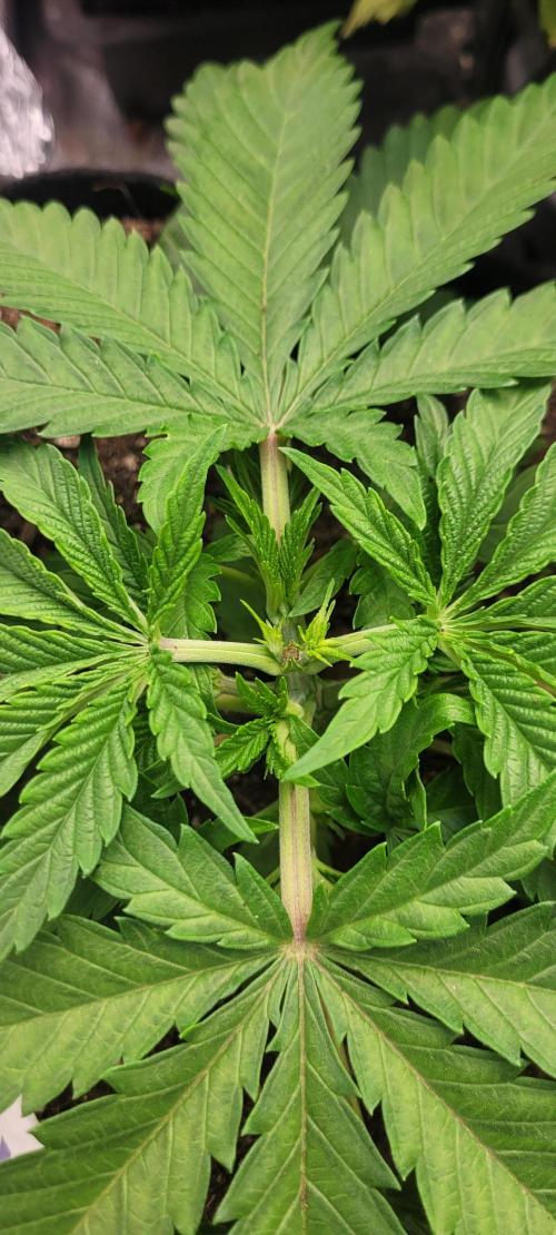 LEXX: Into the Dark Zone. Week 4 - fl