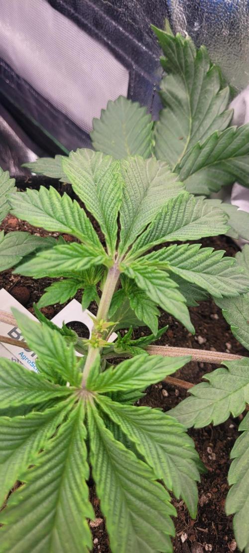 LEXX: Into the Dark Zone. Week 4 - fr