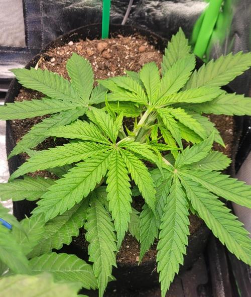 LEXX: Into the Dark Zone. Week 4 - br