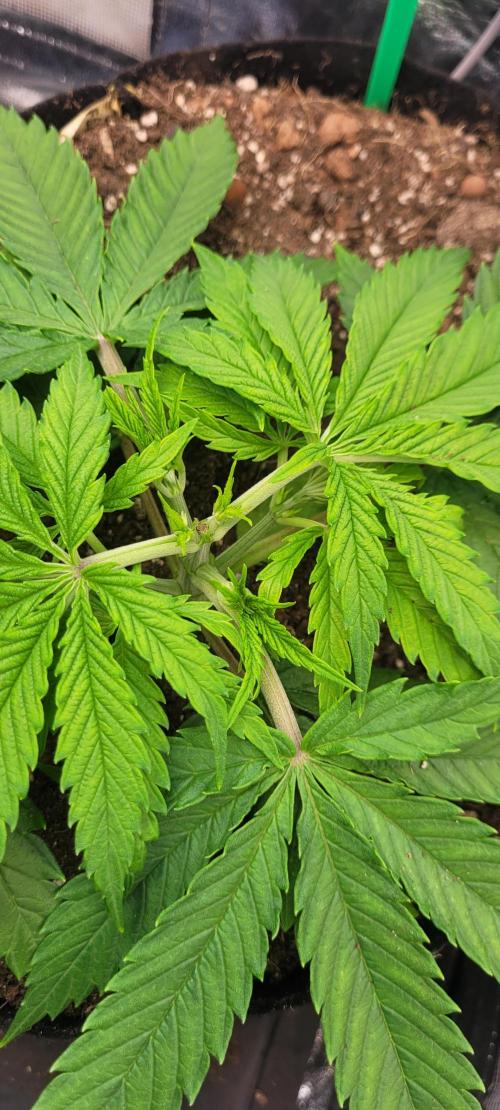 LEXX: Into the Dark Zone. Week 4 - br