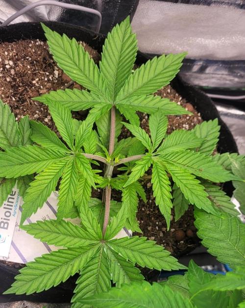 LEXX: Into the Dark Zone. Week 4 - bl