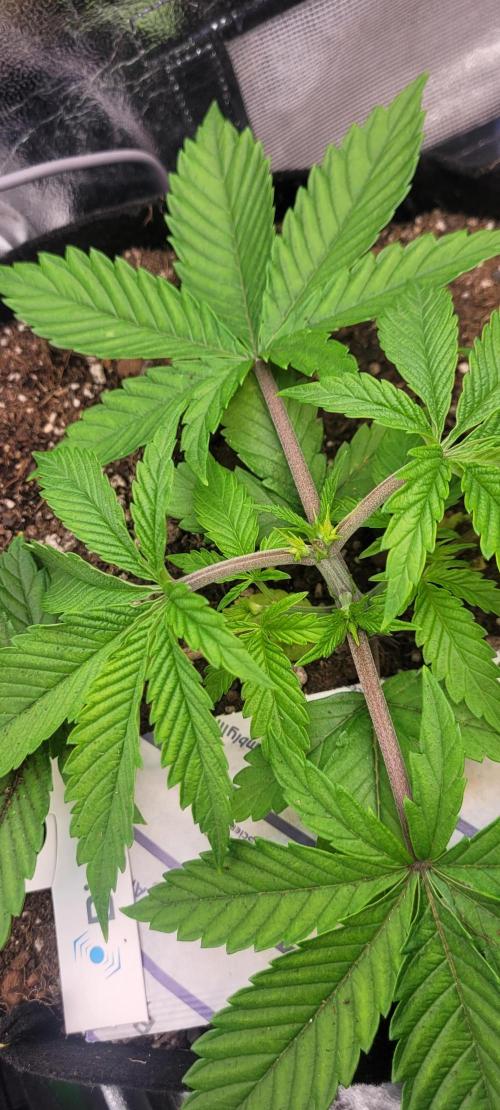 LEXX: Into the Dark Zone. Week 4 - bl