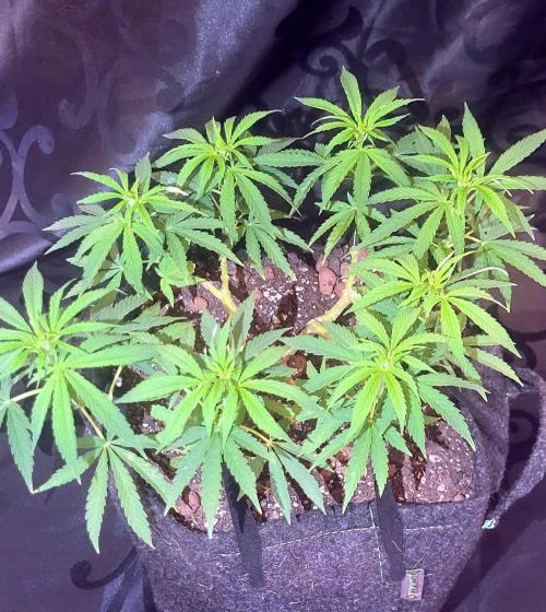 Hachibi visits Midorihagakure. Week 13