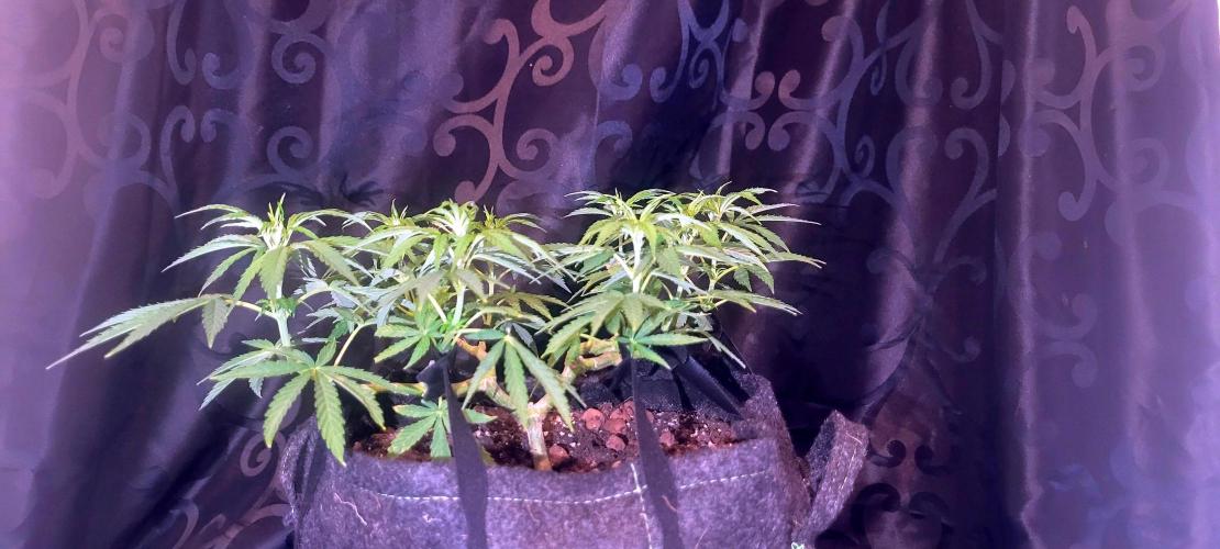 Hachibi visits Midorihagakure. Week 13