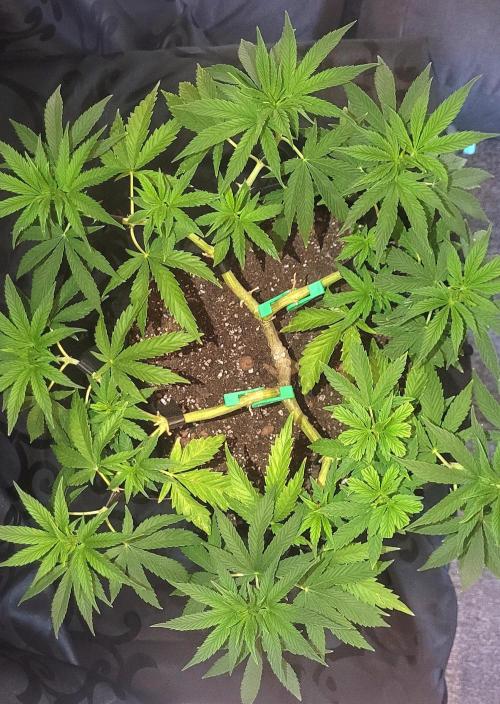 Rhea - Demon In Your Dreams. Week 13 - D1