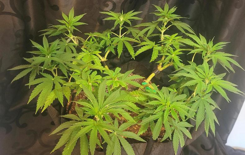 Rhea - Demon In Your Dreams. Week 13 - D1