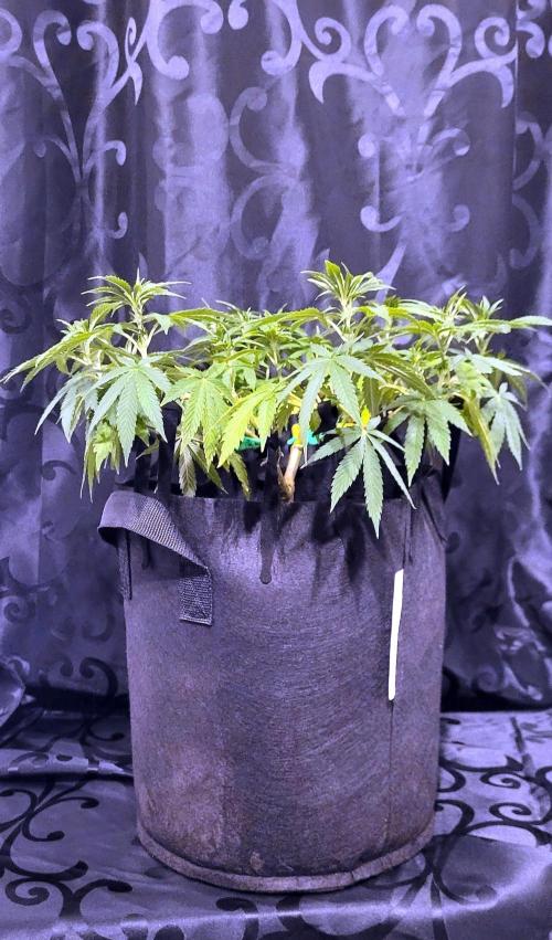 Rhea - Demon In Your Dreams. Week 13 - D3 thirsty