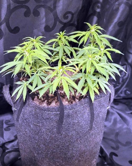 Hachibi visits Midorihagakure. Week 14