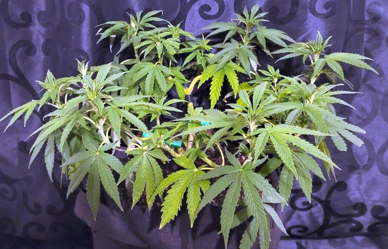 Rhea - Demon In Your Dreams. Week 14 - D3