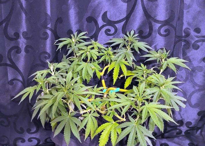 Rhea - Demon In Your Dreams. Week 14 - D3