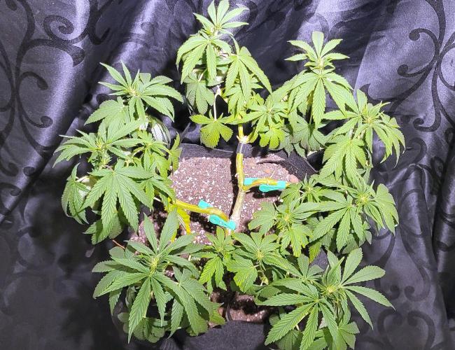 Rhea - Demon In Your Dreams. Week 14 - D7