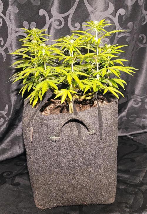 Hachibi visits Midorihagakure. Week 15