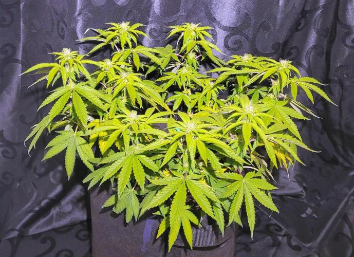 Rhea - Demon In Your Dreams. Week 15 - D7