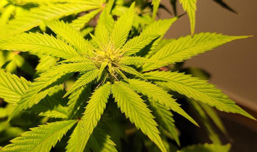 Rhea - Demon In Your Dreams. Week 15 - D7