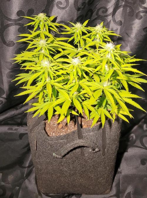 Hachibi visits Midorihagakure. Week 16