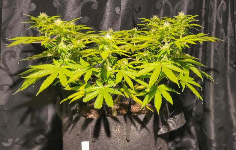 Rhea - Demon In Your Dreams. Week 16