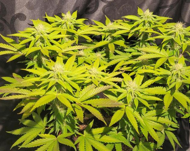 Rhea - Demon In Your Dreams. Week 17