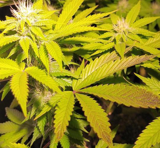 Rhea - Demon In Your Dreams. Week 17