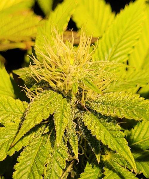 Rhea - Demon In Your Dreams. Week 17