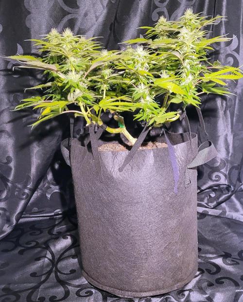 Rhea - Demon In Your Dreams. Week 17