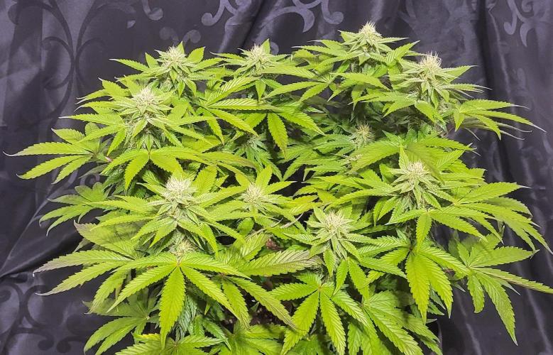 Rhea - Demon In Your Dreams. Week 17