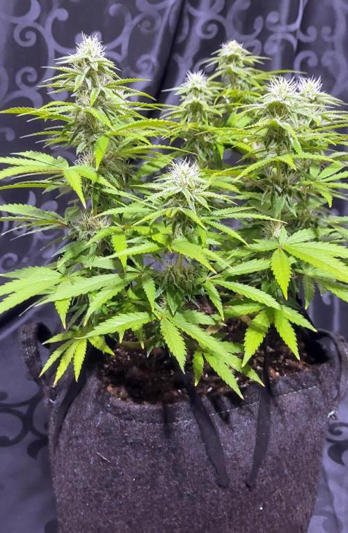 Rhea - Demon In Your Dreams. Week 17