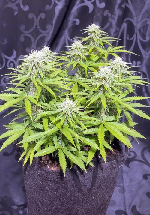 Rhea - Demon In Your Dreams. Week 17