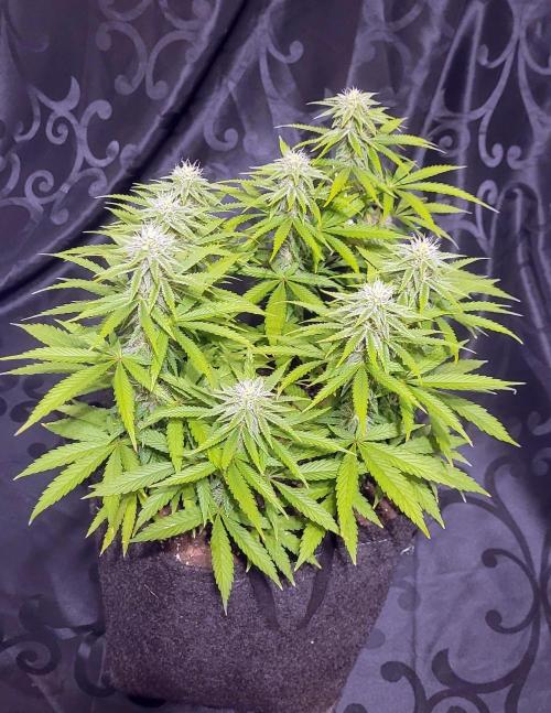 Rhea - Demon In Your Dreams. Week 17