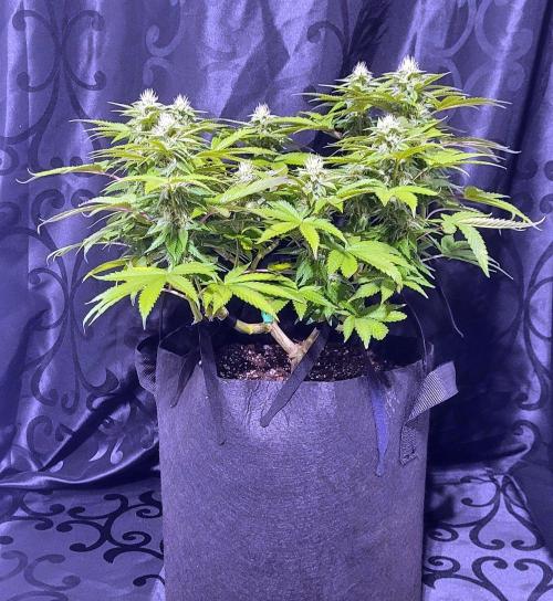 Rhea - Demon In Your Dreams. Week 17