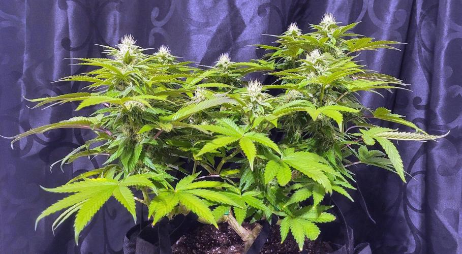 Rhea - Demon In Your Dreams. Week 17