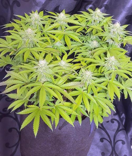 Rhea - Demon In Your Dreams. Week 17