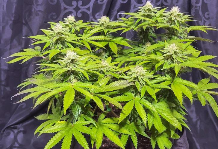 Rhea - Demon In Your Dreams. Week 17