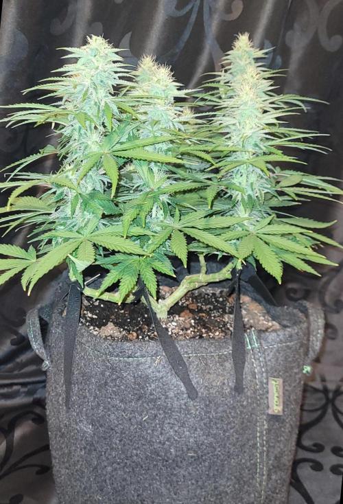 Hachibi visits Midorihagakure. Week 18