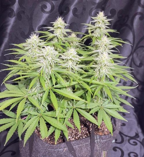 Hachibi visits Midorihagakure. Week 18