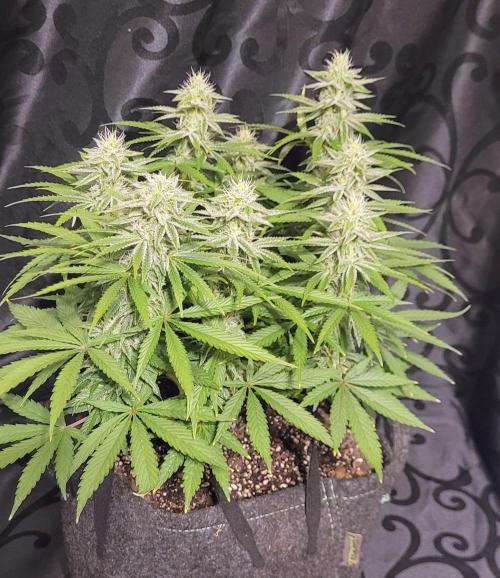 Hachibi visits Midorihagakure. Week 18