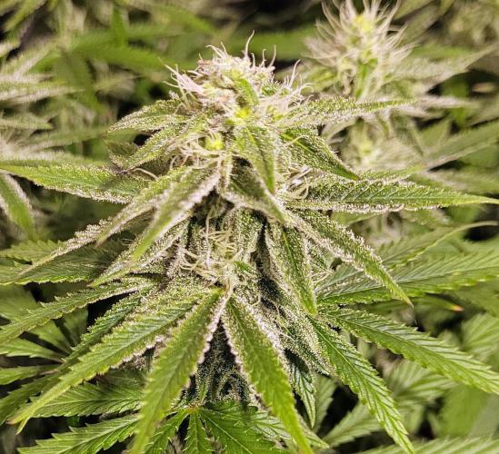 Hachibi visits Midorihagakure. Week 18