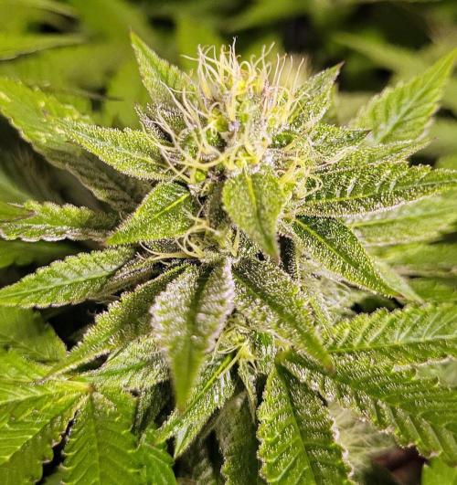 Rhea - Demon In Your Dreams. Week 18