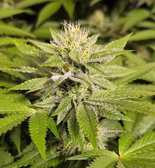 Rhea - Demon In Your Dreams. Week 18