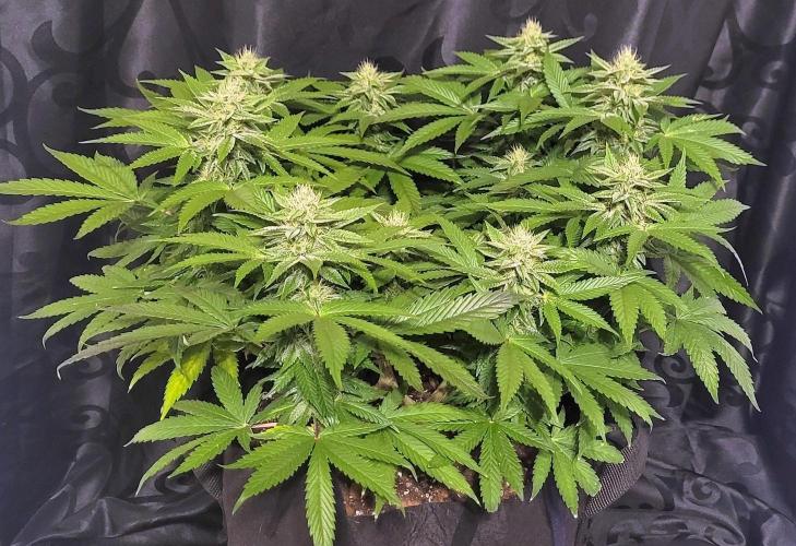 Rhea - Demon In Your Dreams. Week 18